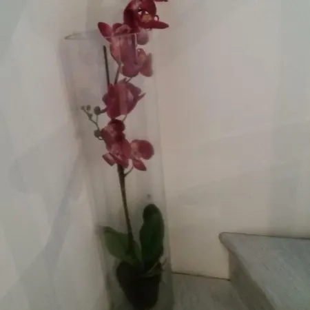 Casetta Iacono Aenaria 아파트 *